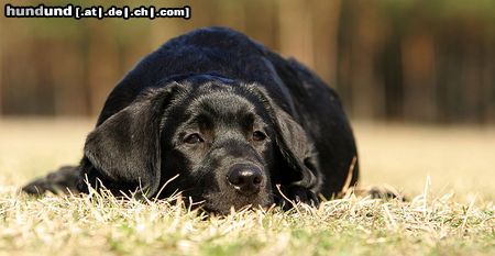 Labrador Retriever labradorwelpe 