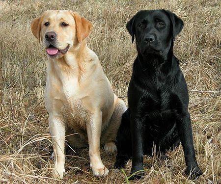 Labrador Retriever Julle und Jinna