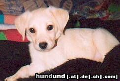 Labrador Retriever Lady 6 oder 11 Wochen alt