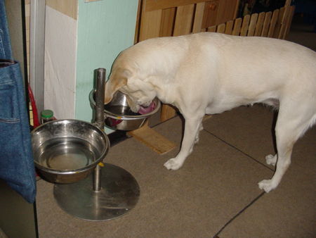 Labrador Retriever Lady - Mahlzeit