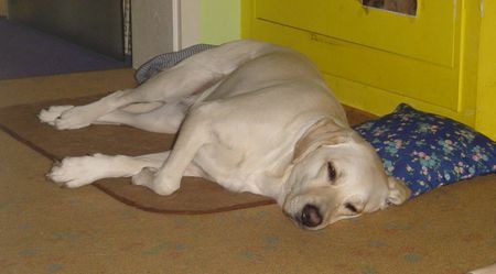 Labrador Retriever Lady war beim TA,sie braucht keine Schiene mehr,die gebrochene Zehe ist verheilt.