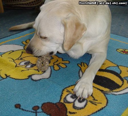 Labrador Retriever Lady mit Kau-schnuller