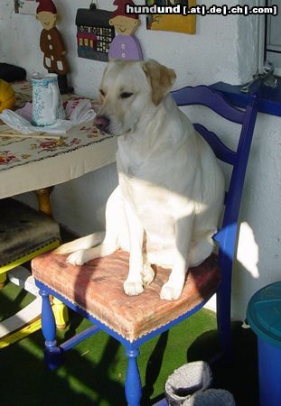 Labrador Retriever Lady s Lieblingsplatz auf dem Balkon