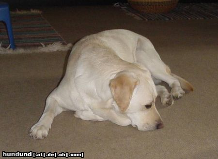 Labrador Retriever Lady ist müde