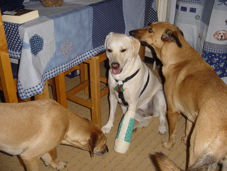 Labrador Retriever Lady war beim TA,sie wurde stürmisch begrüßt,als sie endlich wieder da war.