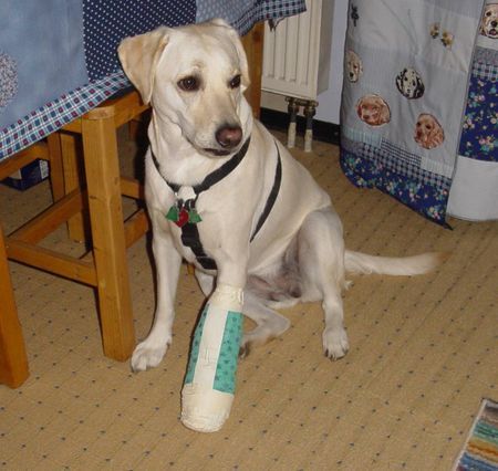 Labrador Retriever Lady hatte sich eine Zehe gebrochen,das Beinchen wurde mit einer Schiene stillgelegt.