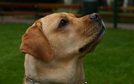 Labrador Retriever meine Lara - aufmerksam wie immer