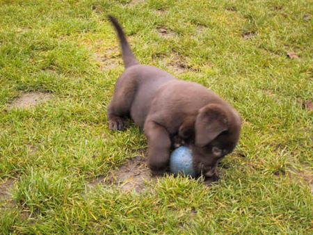 Labrador Retriever Lizzy