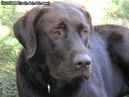 Labrador Retriever unser Spessarträuber