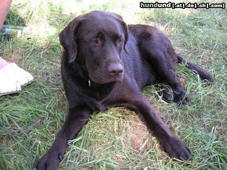 Labrador Retriever Ruhe nach dem Bad