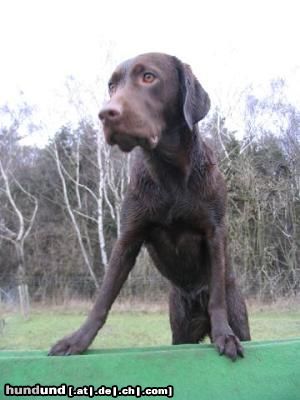 Labrador Retriever meine Rampe