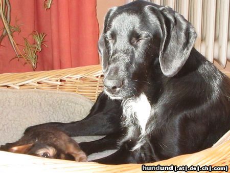 Labrador Retriever labrador- irish setter mischling