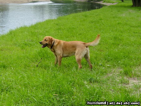 Labrador Retriever nach dem Baden