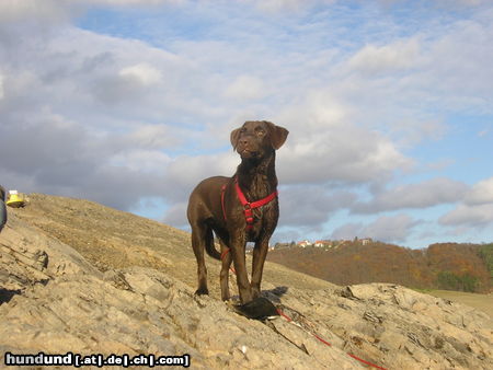 Labrador Retriever maja am see