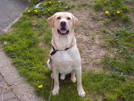 Labrador Retriever Nero