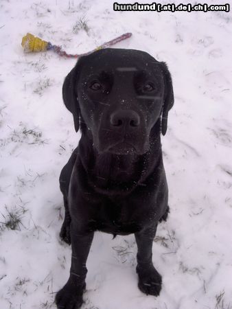 Labrador Retriever Mein Labrador