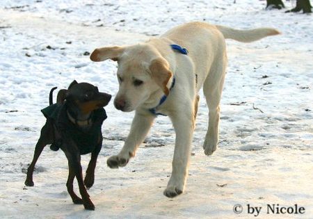 Labrador Retriever Prater 