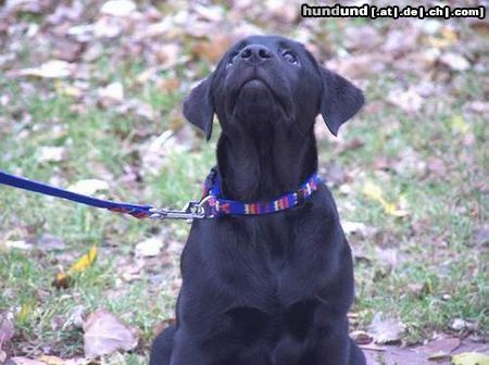 Labrador Retriever Pearl 