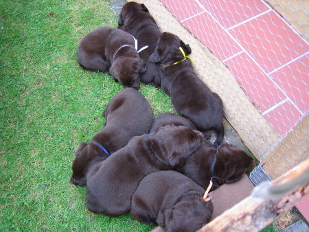 Labrador Retriever Anjou mit Geschwister