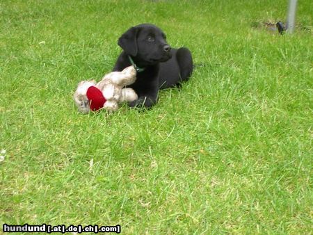 Labrador Retriever Othello