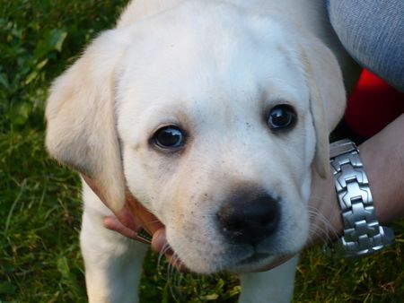 Labrador Retriever Otto nach der Sandkastenakquise