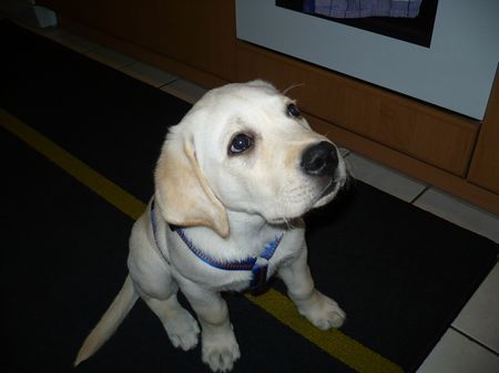 Labrador Retriever Otto mit seinem Dahinschmelzblick