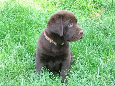 Labrador Retriever