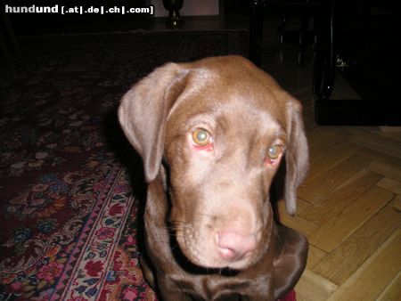 Labrador Retriever DELIA 