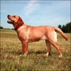 Labrador Retriever Hund