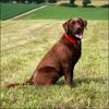 Labrador Retriever Hund