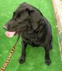 Labrador Retriever Hund