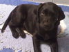 Labrador Retriever Hund