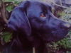 Labrador Retriever Hund