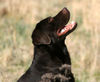 Labrador Retriever Hund