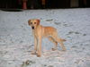 Labrador Retriever Hund