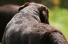 Labrador Retriever Hund