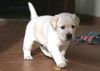 Labrador Retriever Hund