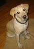 Labrador Retriever Hund