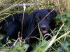 Labrador Retriever Hund