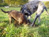 Labrador Retriever Hund