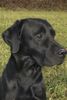 Labrador Retriever Hund