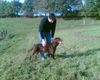 Labrador Retriever Hund