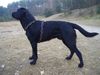 Labrador Retriever Hund