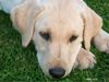 Labrador Retriever Hund