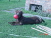 Labrador Retriever Hund