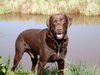 Labrador Retriever Hund