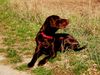 Labrador Retriever Hund