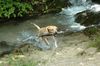 Labrador Retriever Hund