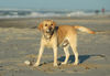 Labrador Retriever Hund