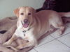 Labrador Retriever Hund